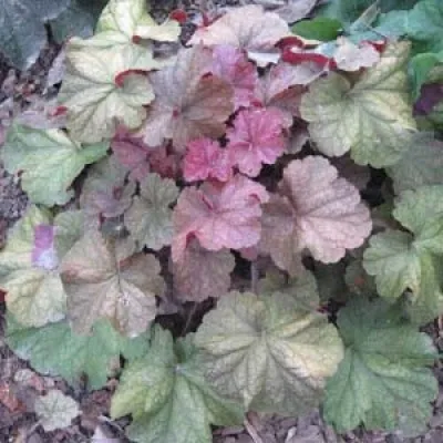 Гейхера Orange Blush фото
