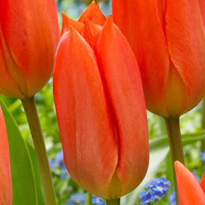 Тюльпан Orange Brilliant (акційний)  фото