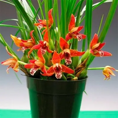 Орхідея Maxillaria фото