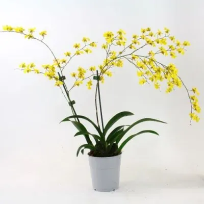 Орхідея Oncidium Misaki Yellow фото