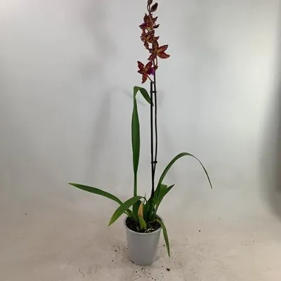 Орхідея Odontoglossum Violetta фото