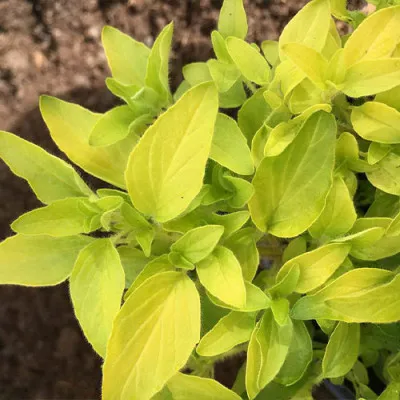 Орегано Aureum Gold фото