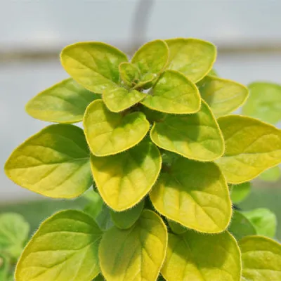 Орегано Thumble's Variety фото
