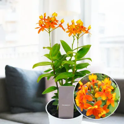 Орхідея Epidendrum Orange фото