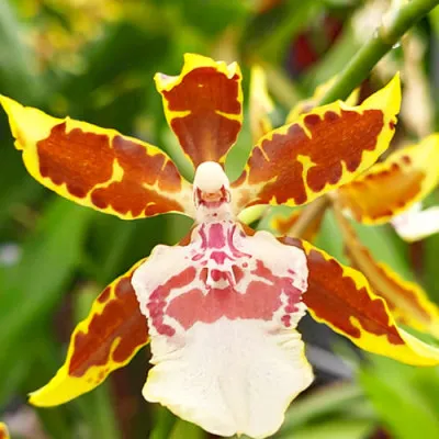 Орхідея Colmonara Top Jungle фото
