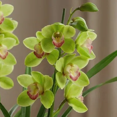 Цимбідіум Wild Green фото
