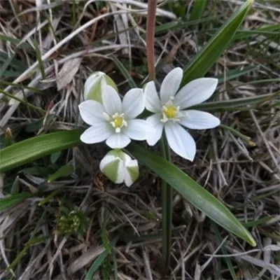 Орнітогалум Oligophyllum фото