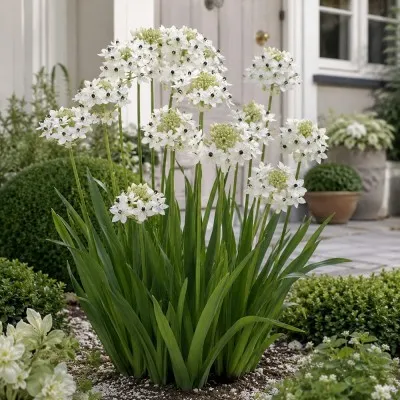 Орнітогалум Arabicum фото