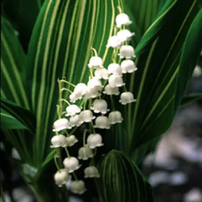 Конвалія Albostriata фото