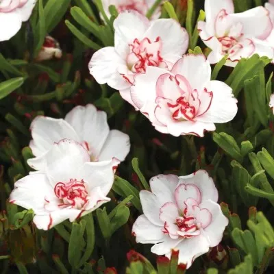 Оксаліс (кислиця) Double Pink Wonder фото