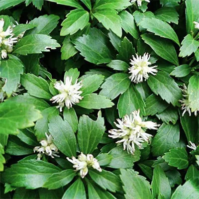 Пахізандра Green Sheen фото