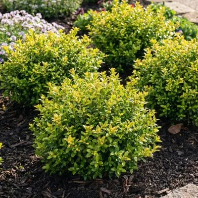 Падуб Convexa Gold фото