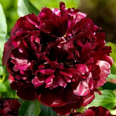 Півонія Black Beauty фото