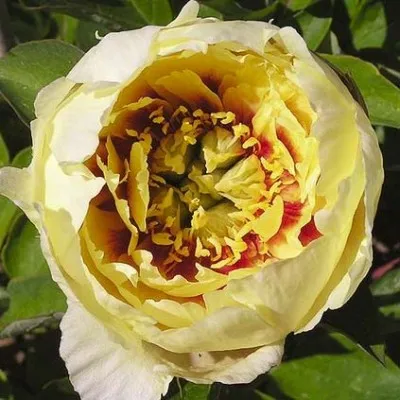 Півонія ITOH Yellow Gem фото