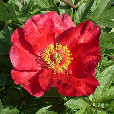 Півонія ITOH Sonoma Velvet Ruby фото