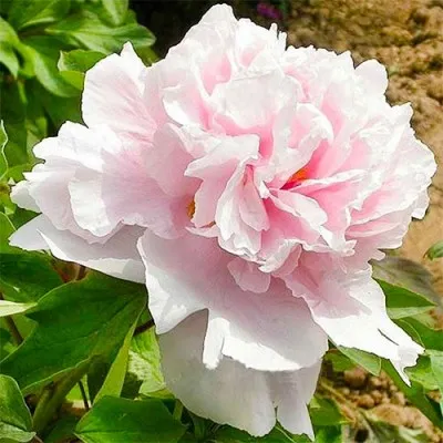 Півонія Zhaos Pink Zhao Fen деревовидна  фото