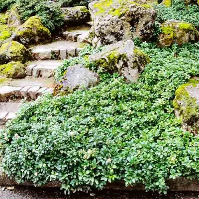 Пахізандра Green Carpet фото