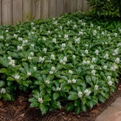 Пахізандра Green Carpet фото