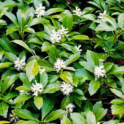 Пахізандра Green Carpet фото