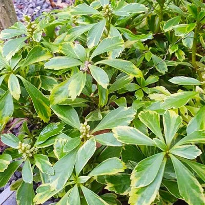 Пахізандра Variegata фото