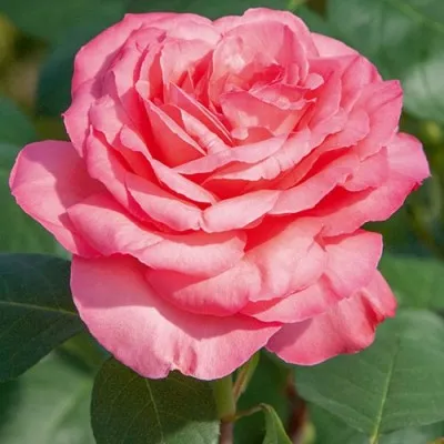 Троянда Panthere Rose фото