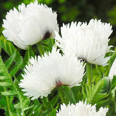 Мак орієнтальний White Ruffles фото