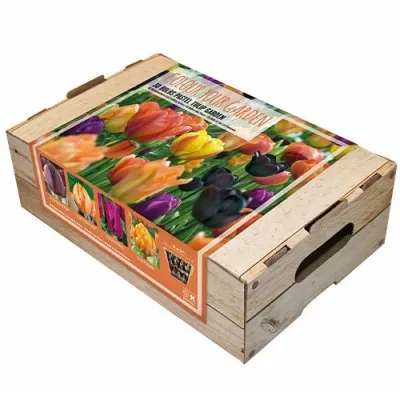 Комплект цибулин Pastel Tulip Garden (Брендові цибулини KAPITEYN®) фото