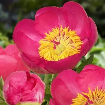 Півонія Patio Peony Oslo фото