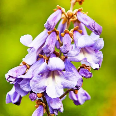 Павловнія повстиста фото