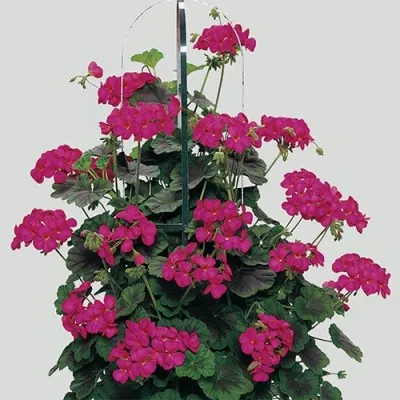 Пеларгонія Antik violet фото