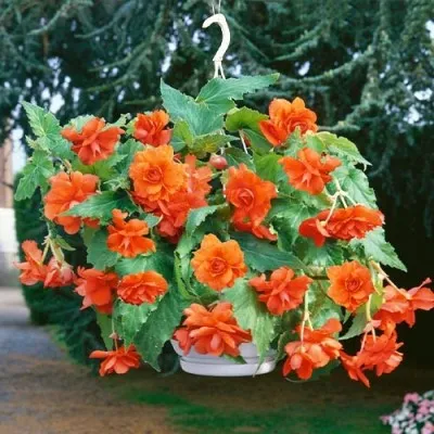Бегонія Pendula Cascade Orange фото