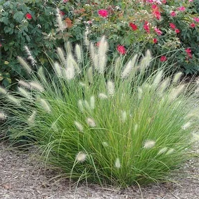 Пеннісетум Little Bunny фото