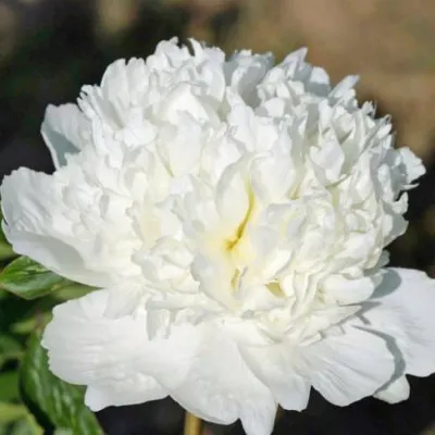 Півонія Bridal Icing фото