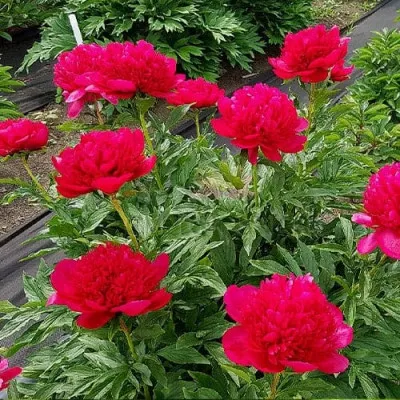 Півонія Many Happy Returns фото
