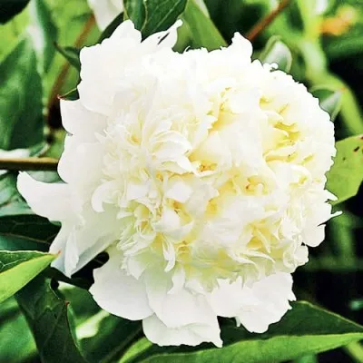 Півонія Charle's White фото