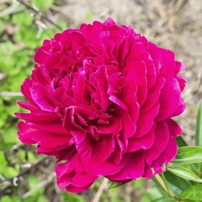 Півонія Louis Van Houtte фото