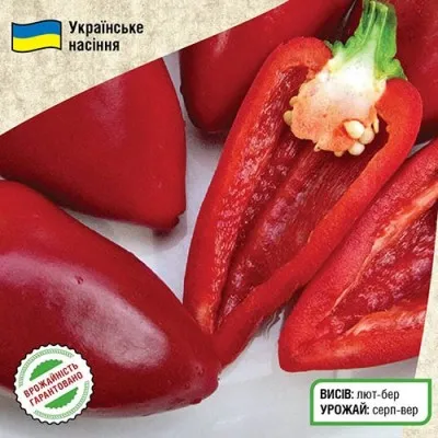 Перець солодкий Іволга фото