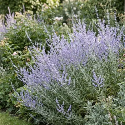 Перовскія Silvery Blue фото
