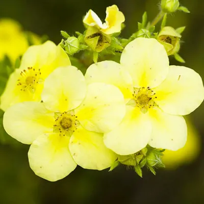 Перстач Primrose Beauty фото