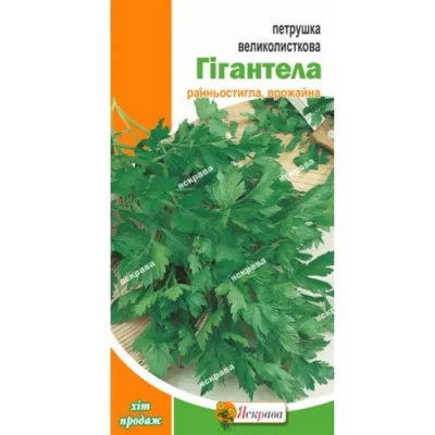 Петрушка Гігантелла фото