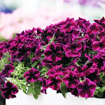 Петунія Go!Tunia Cosmic Pink фото