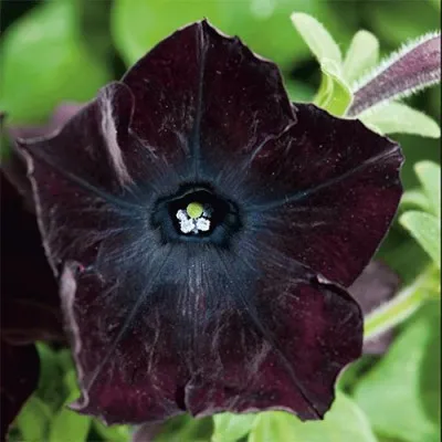 Петунія Sophistica Blackberry фото