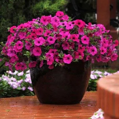 Петунія Wave Purple фото