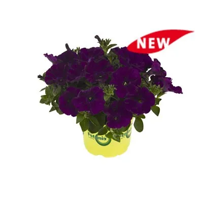 Петунія Potunia Cobalt Blue фото