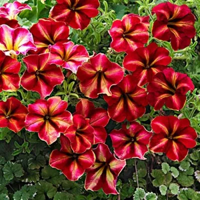 Петунія Crazytunia Mandevilla фото