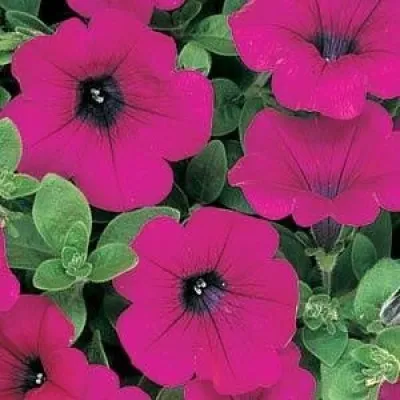 Петунія Wave Purple фото