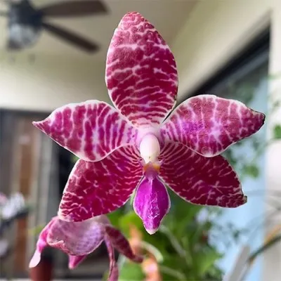 Фаленопсис Люддемана (Phalaenopsis lueddemanniana) фото