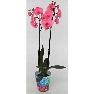Фаленопсис Pink 2t фото