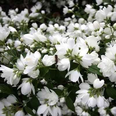 Чубушник Bouquet Blanc фото
