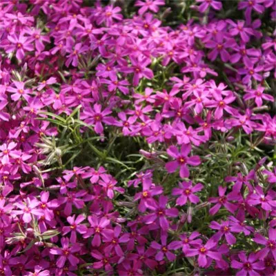 Флокс Atropurpurea (розсада) фото